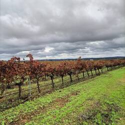 Der Weinberg beim Gut Calisto
