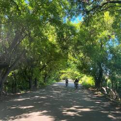 Allee, Allee, eine Straße viele Bäume 🎼