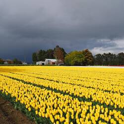 Wer hätte gedacht hier solche Tulpenfelder vor zu finden 😀