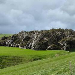 Die Bäume kuscheln sich auch zusammen