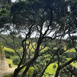 Urupukapuka Island Walk