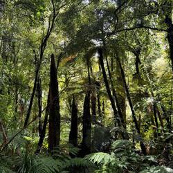 Te Matua Ngahere Walk