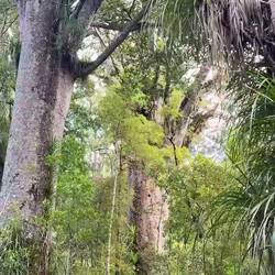 Te Matua Ngahere Walk