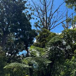 Te Matua Ngahere Walk