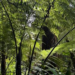 Te Matua Ngahere Walk