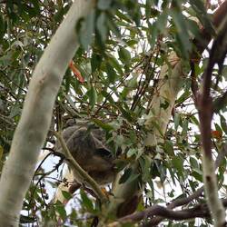 Und da ist er. Nicht besonders aktiv...