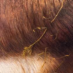 Detail des Eselfells