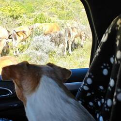 Cow croasing