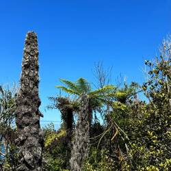 Abgeschnittene Bäume