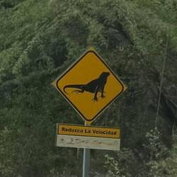 Achtung ⚠️ Leguane