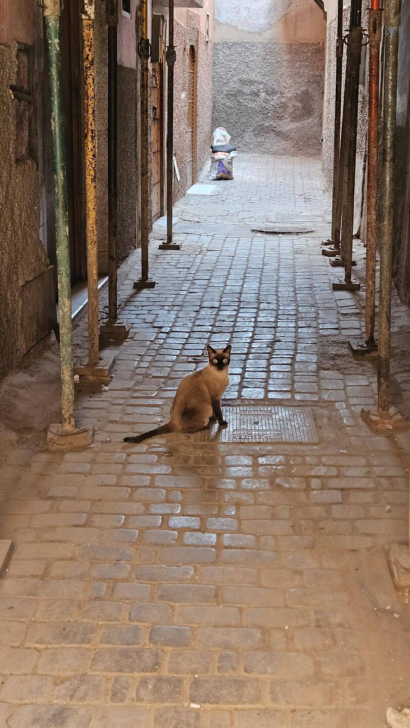 1001 wunderschöne Katze
