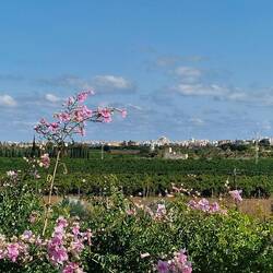 Im Hintergrund Orangenplantagen. 🍊
