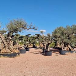 Hier "verwachsen" Olivenbäume miteinander. Dadurch sehen sie so fett aus.