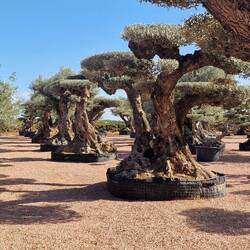 Und hier die "getrimmte" Version.