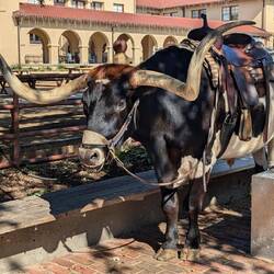 Longhorn Cattle