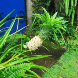 Mini-Ananas