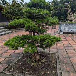 Bonsai in pagoda gardens