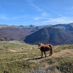 Wieder ganz villi Cavalli gseh