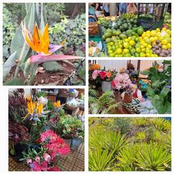 Blumen und Obstmarkt