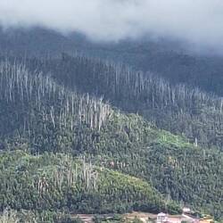 Der Wald sieht auch nicht mehr gut aus