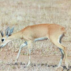 Bleichbock (Oribi)