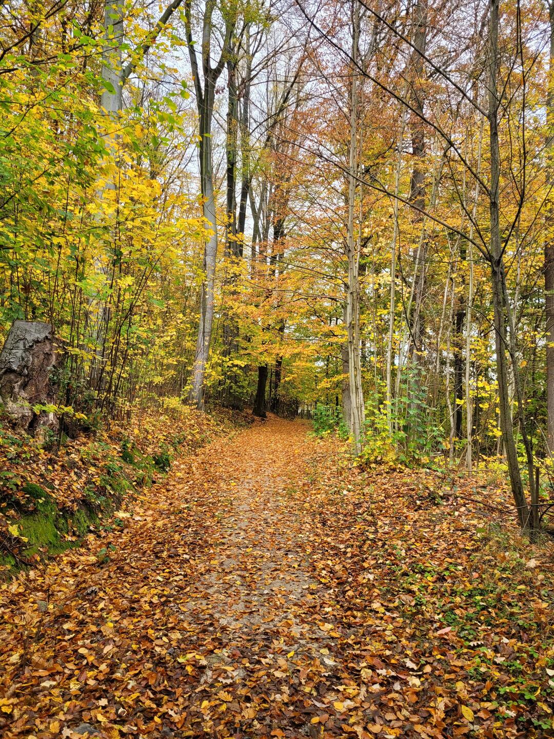 Weg zur Landskrone, dem Görlitzer Hausberg