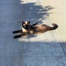 Just a pretty cat soaking up the sun