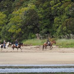 Interessante Begleitung: Reiter mit Reh