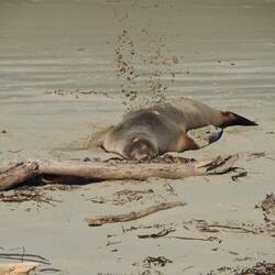 Meister im Sandwerfen