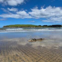An der Surat Bay - leider schon angenagt...