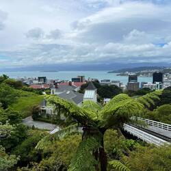 Blick über Wellington