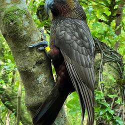 Kaka im Zealandia