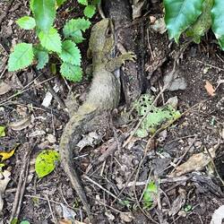 Tuatara im Zealandia