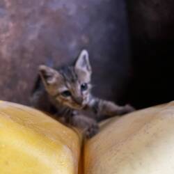 Seine Babykatze <3