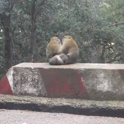 Zwei streitende Berberaffen