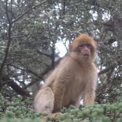 Ein Berberaffen auf einer Eiche