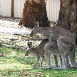Das gibt das nächste Joey