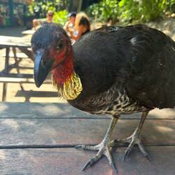 Meinen Fisch bekommst du nicht! Australian Brush Turkey