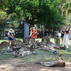 Streichelzoo für Erwachsene. Die Kängurus haben die Ruhe weg.