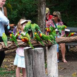Riesen Trubel bei der Fütterung der wilden Loris