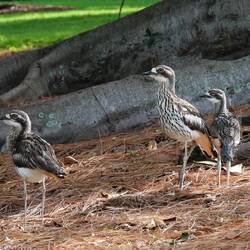Die standen so still, dass ich sie erst für Skulpturen gehalten habe. Waren aber echt.