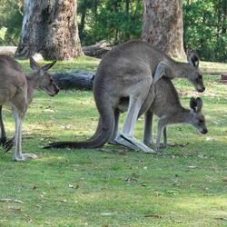 Wenn zwei zugange sind, dauert es meist nicht lange, bis ein weiteres Männchen dazu kommt