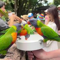 Fütterung wilder Loris