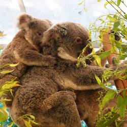 Die arme Koala Mama hat zwei Kleine, die an ihr dran hängen und auf ihr rum krabbeln