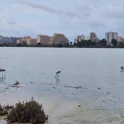 Arme Flamingos. 🥺