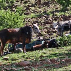 typischi südafrikanischi Chüeh