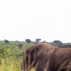 Auf einmal läuft ein Elefant von rechts über die Straße.