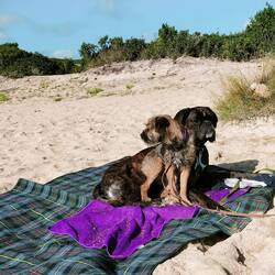 Noch nicht ganz ausgebreitet, schon liegen nasse, sandige 🐕🐕 darauf