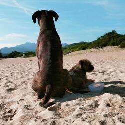 Pat und Patterchon - die 🦆 wird dem 🐗 immer ähnlicher