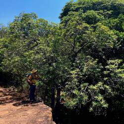 Ein riiiiiiesiger Oleander